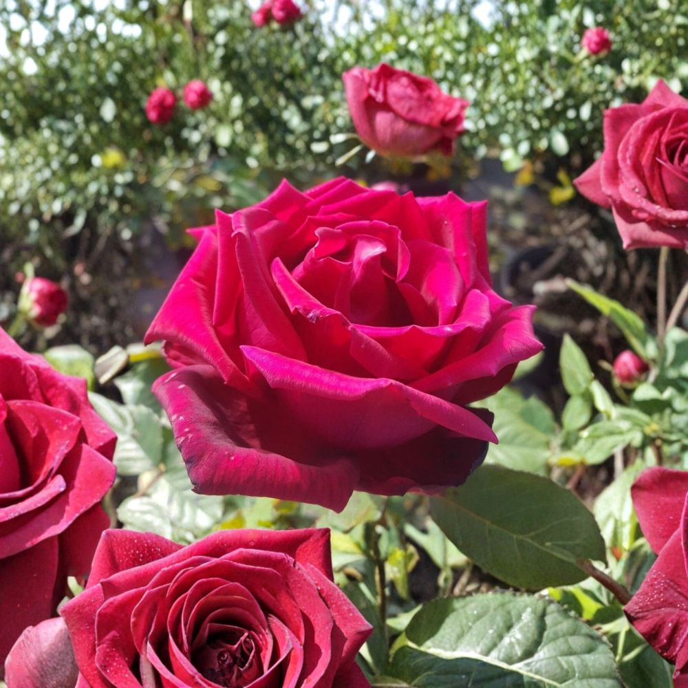 TRAVIATA Rose Live Plant | 1 Gallon | Deep Red Double Blooms | Rosa 'TRAVIATA' | Fragrant Hybrid Tea Rose for Full Sun
