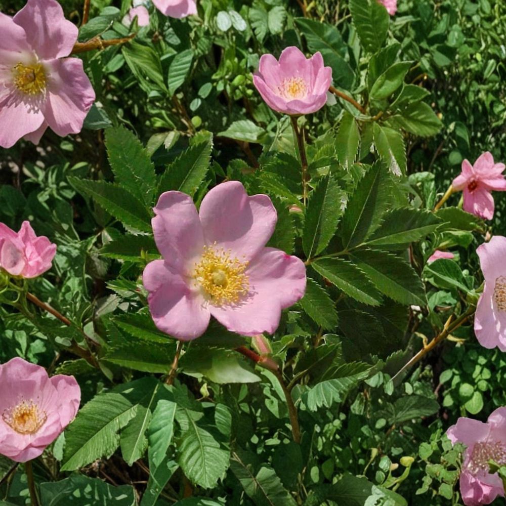 Carolina Rose Shrub - 2 Gallon Pot - Pasture Rose - Rosa carolina - Pink Flowers & Red Rose Hips - Native Pollinator Friendly Plant