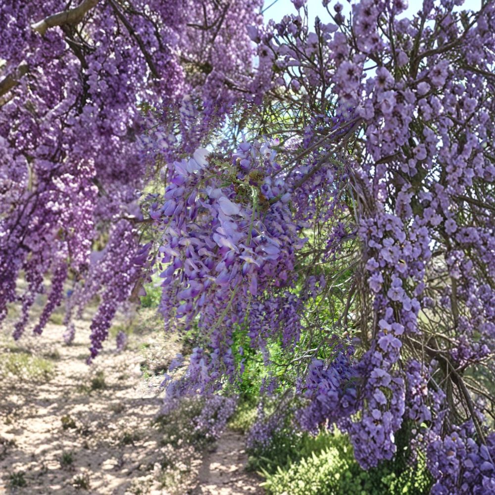 Purple Wisteria Vine - 4-6 Ft Live Plant – Fragrant Flowering Climbing Vine - Wisteria sinensis/Wisteria floribunda