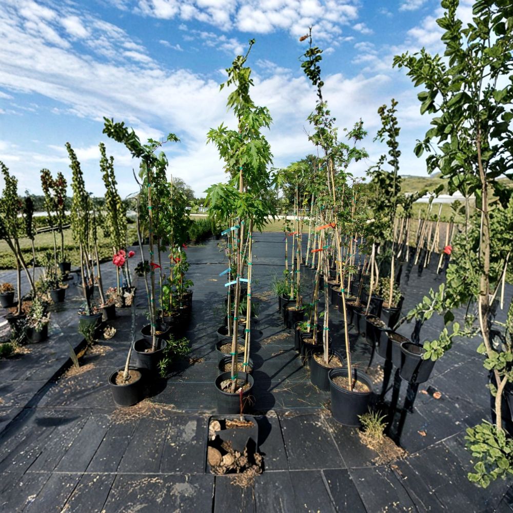 Fairview Flame Maple Tree - 4-6 Ft Live Tree | Acer rubrum 'Fairview Flame' | Fast Growing Shade Tree with Brilliant Red Fall Color
