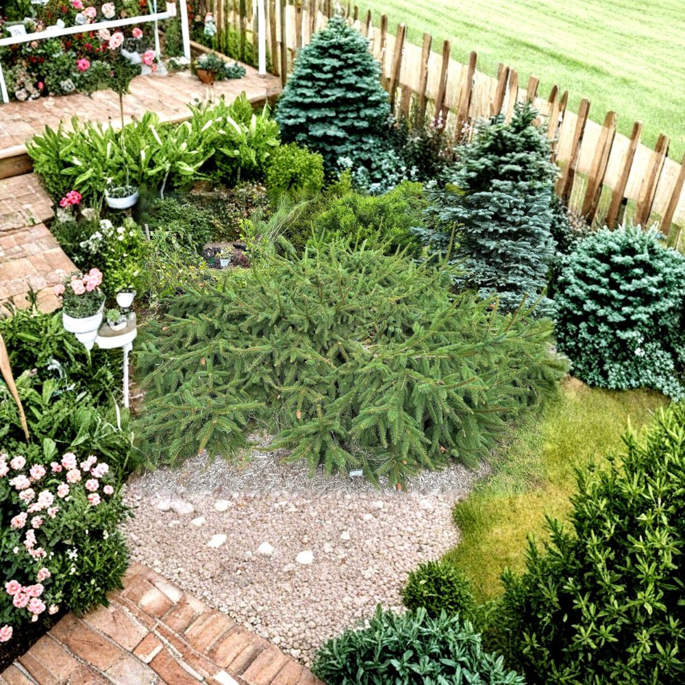 Acrocona Norway Spruce 12 Inch Live Evergreen Conifer Picea abies ‘Acrocona’ Red Cone Tree in 1 Gallon Pot
