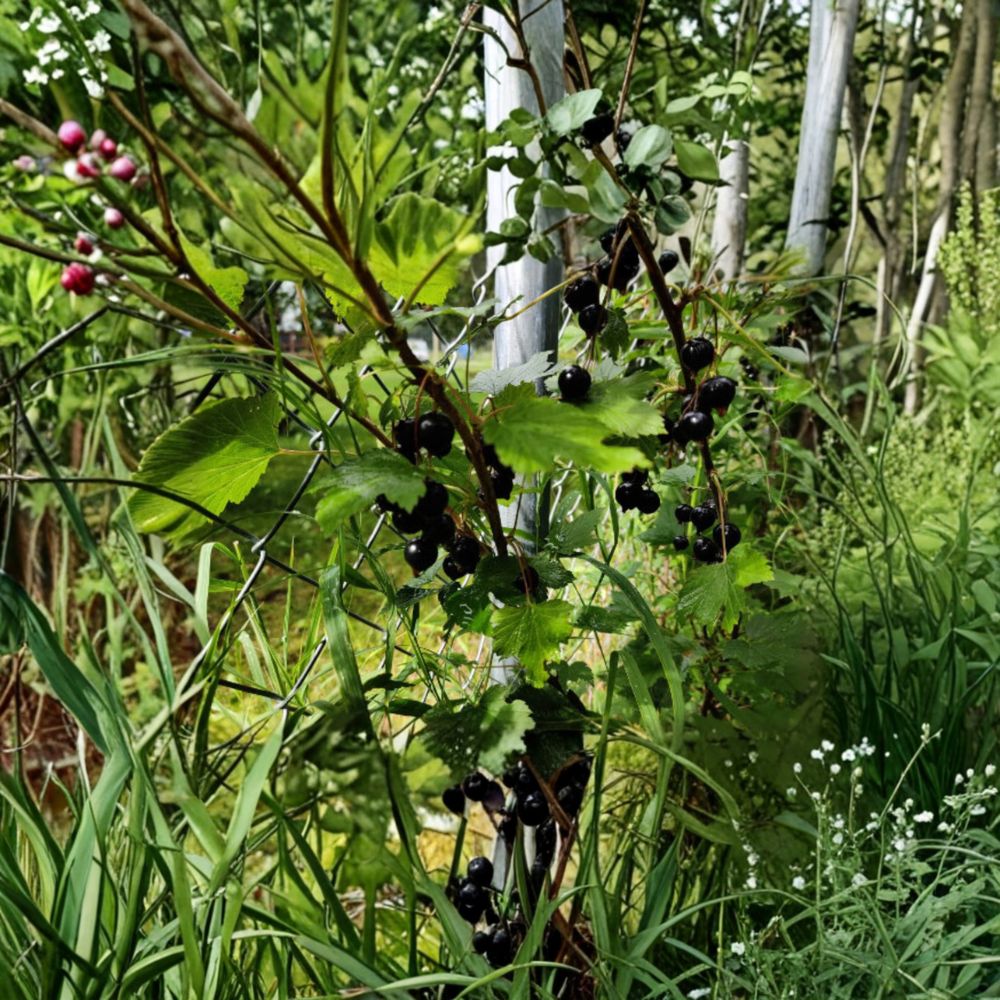 Black Currant Seeds | 25 Mixed Varieties | Ribes spp. | Alaska Proven | Edible Fruit Garden & Homestead Friendly