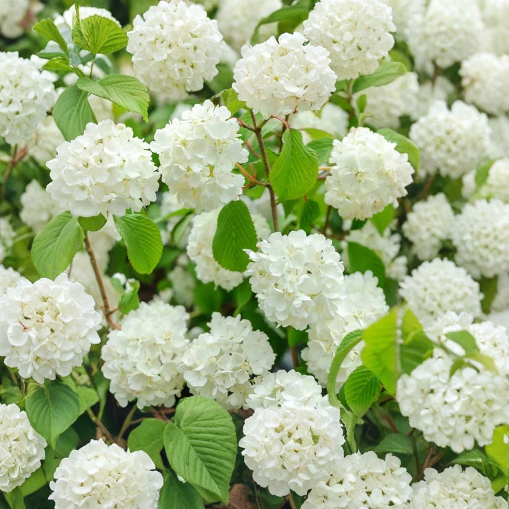 Popcorn Viburnum Live Flowering Shrub | 4 Inch Pot | Viburnum plicatum 'Popcorn' | Spring Blooming Landscape Plant