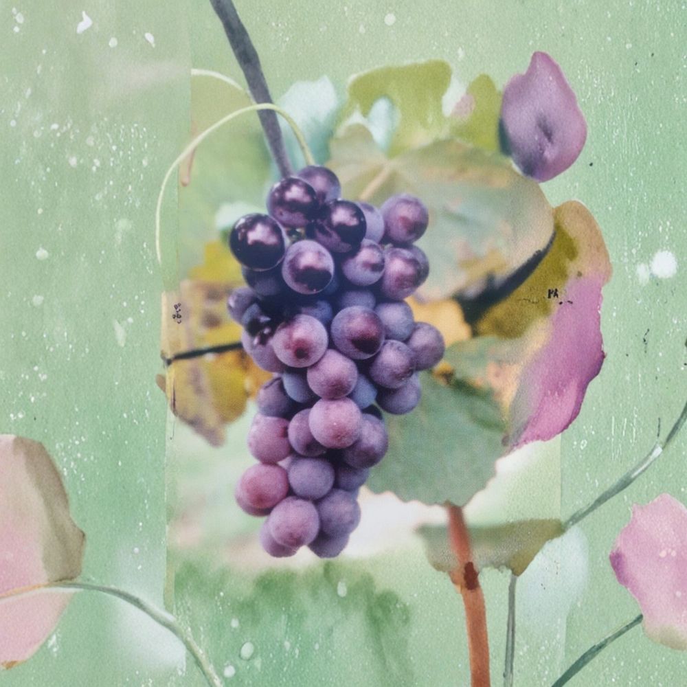 Champanel Grape Vine - 3 Gallon Live Plant | Sweet Red & Black Grapes | Vitis 'Champanel' | Fast Growing Climbing Fruit Vine