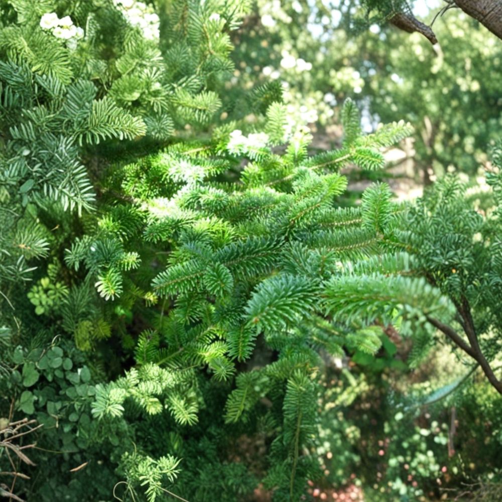 Canaan Fir Live Plant, 4 Inch Pot, Hardy Evergreen Tree, Abies balsamea x 'Canaan', Fraser Fir Alternative, Native Conifer