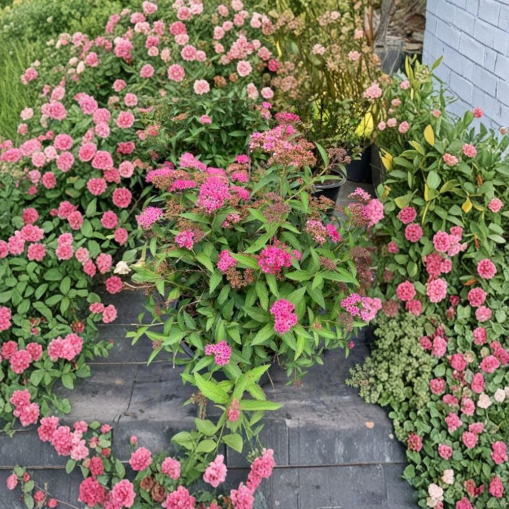 Neon Flash Spirea Plant - 4 Inch Pot - Bright Pink Red Blooms - Spiraea japonica 'Neon Flash' - Compact Flowering Shrub
