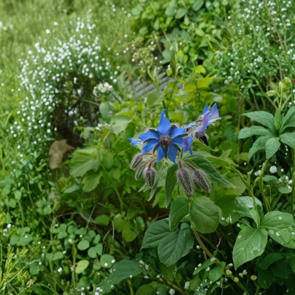 Borage Seeds | 25 Seeds | Pollinator-Friendly Herb | Borago officinalis | Easy to Grow for Garden & Containers