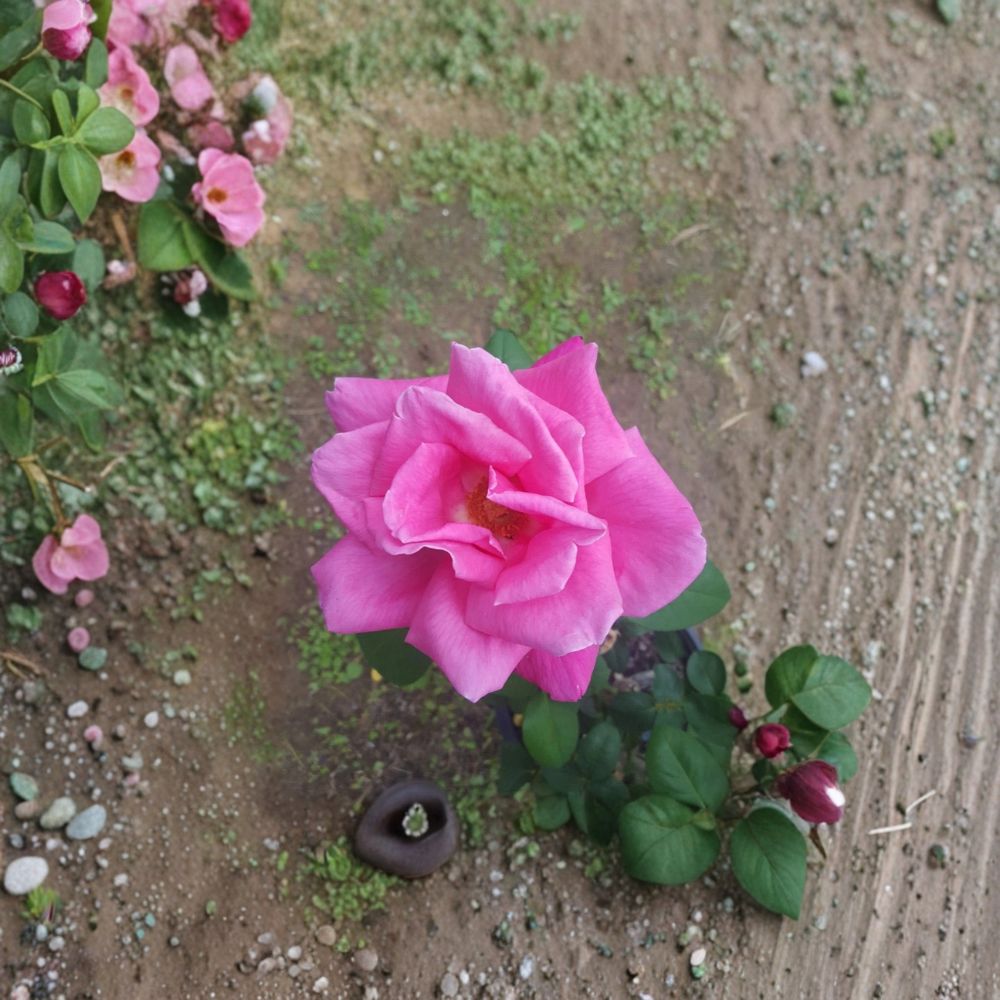 Perfume Delight Rose Live Plant | 2 Gallon Hybrid Tea Rose | Fragrant Pink Blooms | Rosa 'Perfume Delight'