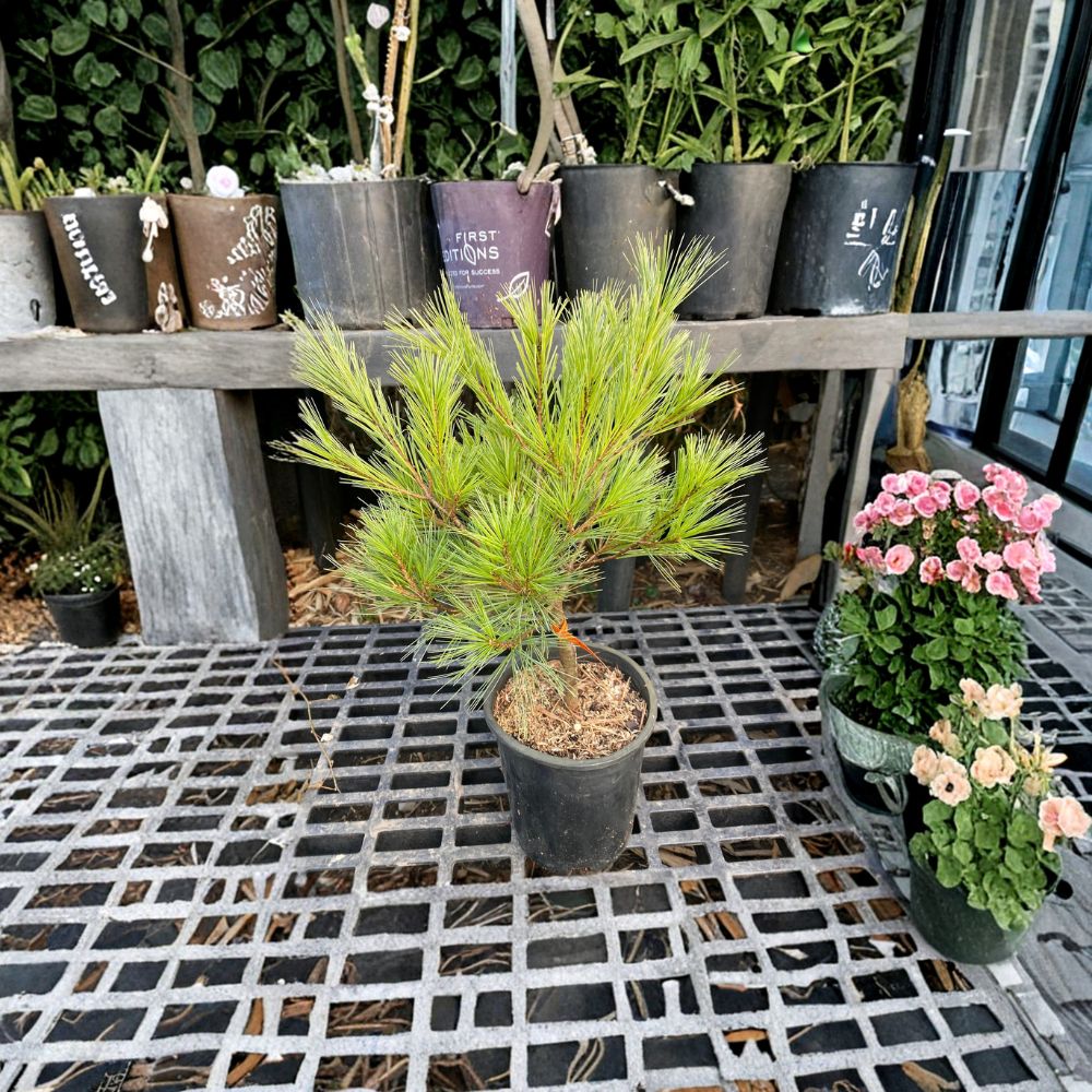 Eastern White Pine Live Plant | 12" Pinus strobus 'Caboose' | Compact Evergreen Conifer | 1 Gallon Pot