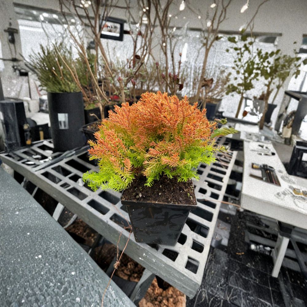 Rheingold Arborvitae Quart Pot Plant | Golden Evergreen Shrub | Thuja occidentalis | Dwarf Golden Conifer for Landscape