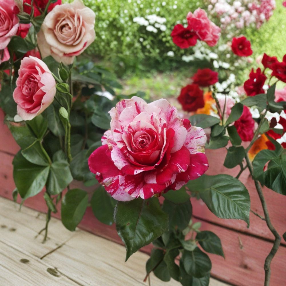 Scentimental Floribunda Rose Bush Plant | 1 Gallon | Large Double Red & White Blooms | Rosa 'Scentimental' | Fragrant Garden Rose