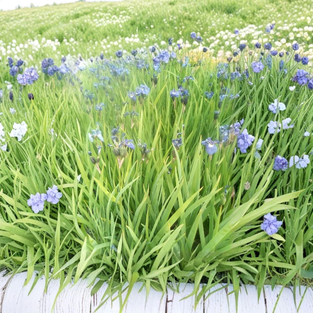 Blue Flag Iris Seeds | 100 Alaska Grown Seeds | Wild Purple Perennial Flower | Iris setosa | Pollinator Friendly