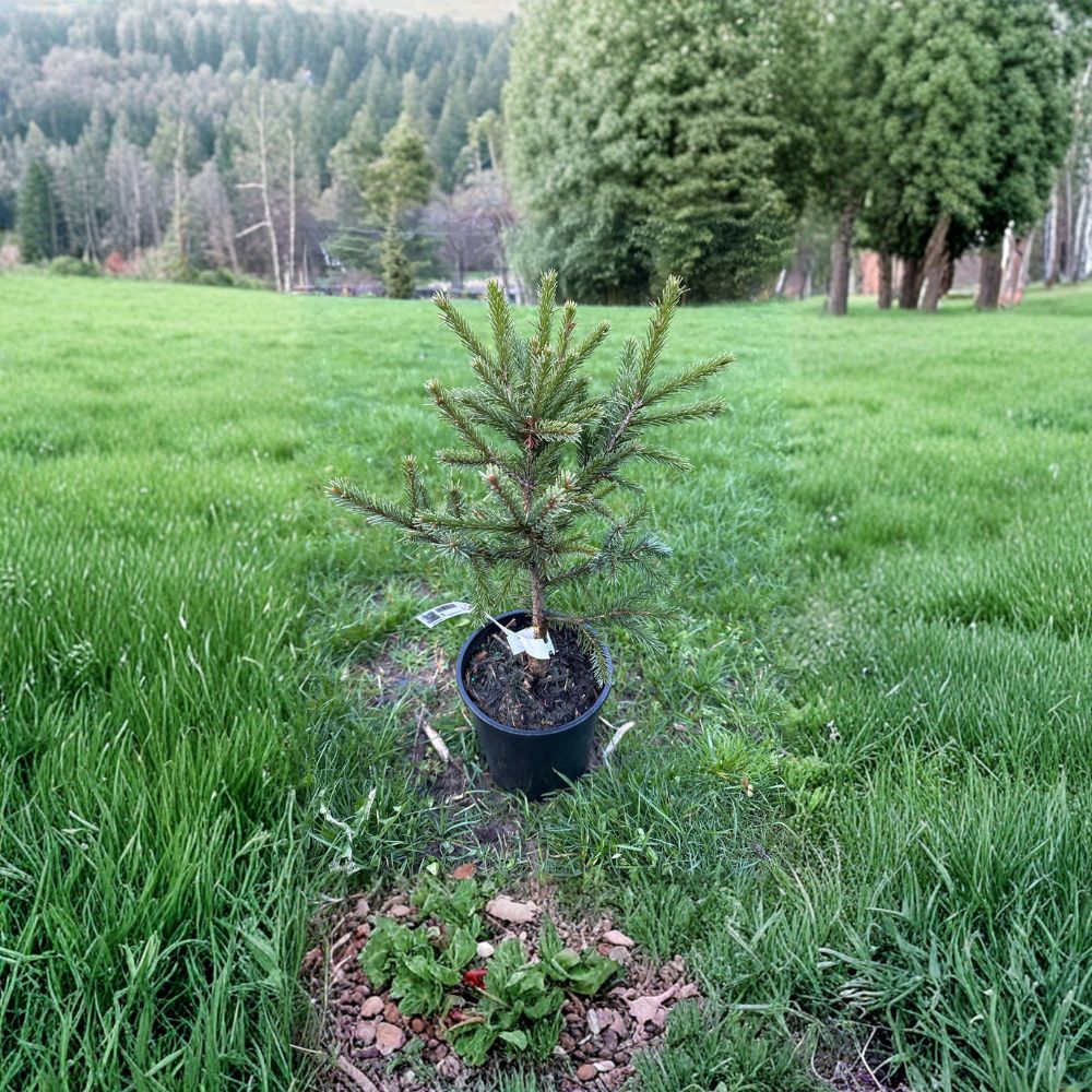 Emerald Midget Brewer Spruce - 10 Inch Dwarf Evergreen Conifer in 1 Gallon Pot, Picea breweriana 'Emerald Midget'