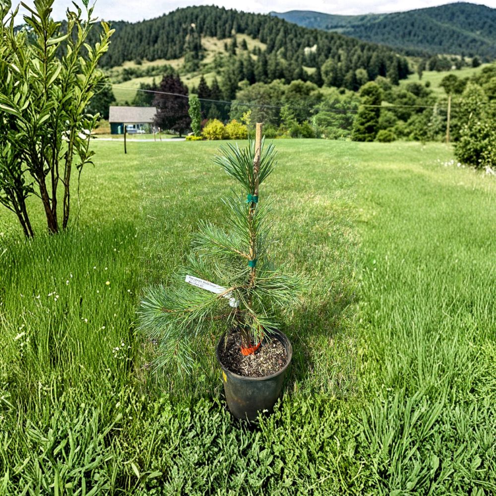 Scots Pine Live Plant 1 Gallon Pot Pinus sylvestris 'Hillside Creeper' Spreading Evergreen Groundcover Blue Green Needles