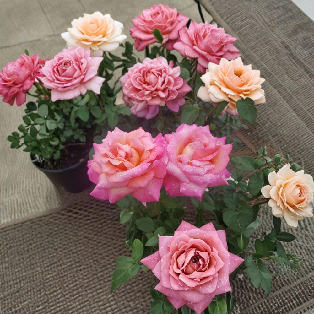 Broadway Rose Live Plant - 2 Gallon Hybrid Tea Rose - Golden Yellow & Pink Blooms - Rosa 'Broadway' - Full Sun Flowering Shrub