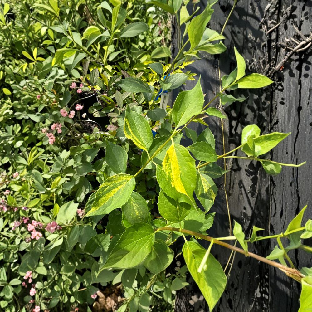 Innocence Variegated Mock Orange Shrub - 1 Gallon Pot Plant - Philadelphus virginalis - Fragrant White Flowering Landscape Shrub