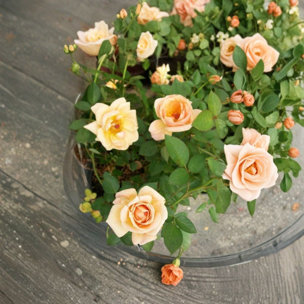 Southern Peach Mini Rose Plant - 2 Gallon | Peach Apricot Yellow Rose Bush | Rosa Miniature 'Southern Peach'