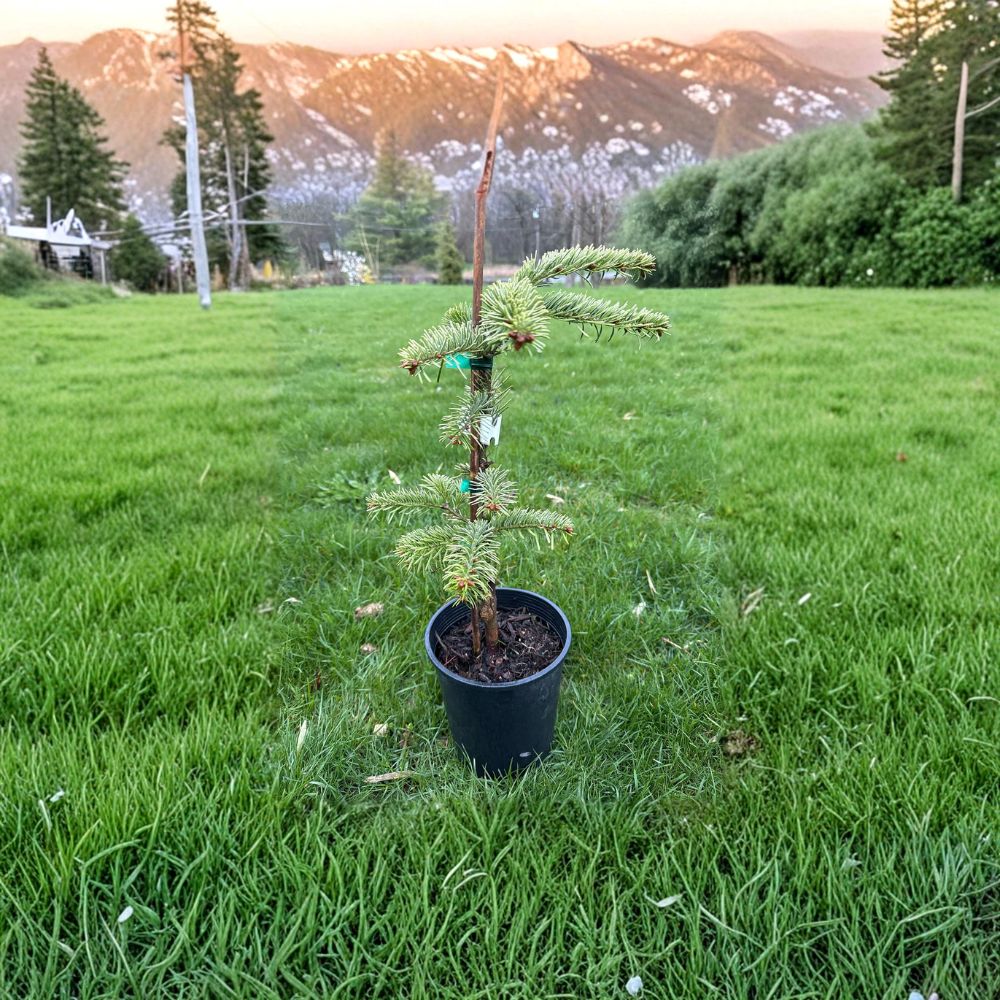 Nordmann Fir Live Plant | 12 Inches | Silver Del Evergreen Conifer | Abies nordmanniana 'Silver Del' | 1 Gallon Pot