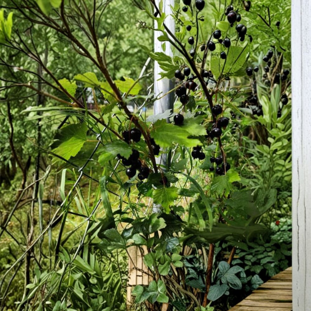 Black Currant Cuttings | Set of 5 Dormant Hardwood | Ribes nigrum | Alaska Grown Berry Shrub | Easy to Propagate