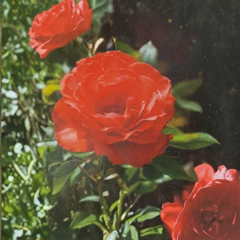 Floribunda Rose Bush 3 Gallon Orange Red Rosa 'Impatient' | Repeat Blooming Shrub | Full Sun Landscape Favorite