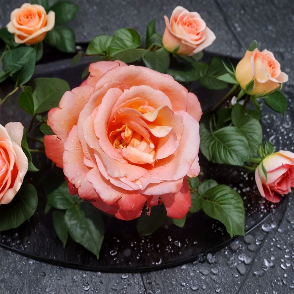 Voodoo Hybrid Tea Rose Plant - 1 Gallon - Orange & Yellow Rose Bush - Rosa Hybrid Tea 'Voodoo' - Fragrant, Repeat Flowering