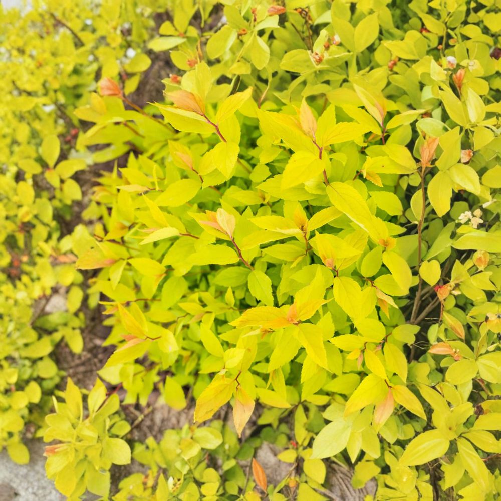 Lemon Princess Spirea 4 Inch Pot Plant | Golden Foliage Flowering Shrub | Spiraea japonica | Pink Summer Blooms
