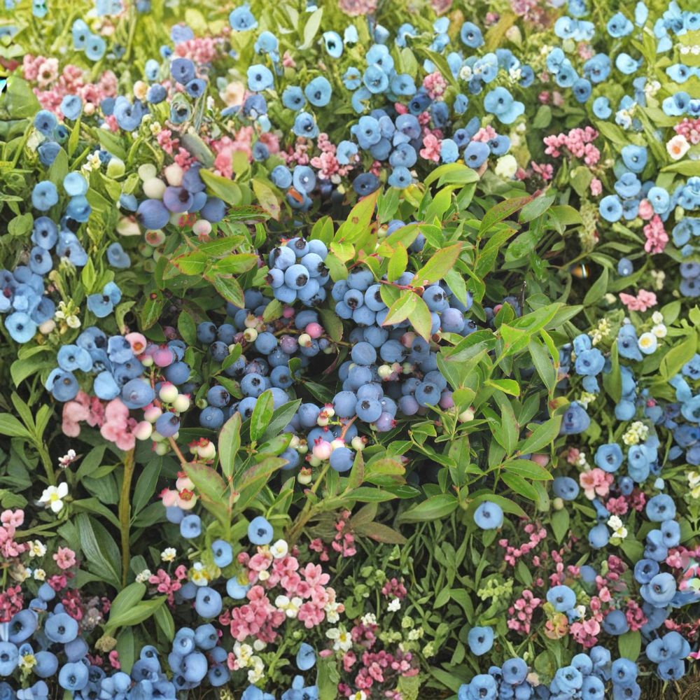Northblue Blueberry Bush – 4 Inch Pot – Cold Hardy Edible Berry Shrub – Vaccinium x 'Northblue' – Compact Fruit Plant