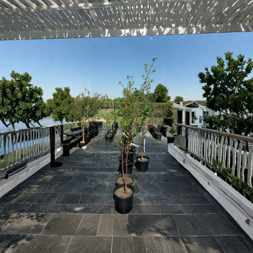 AU Rosa Plum Tree - 4-6 Ft Live Fruit Tree | Sweet Tart Red Plums | Prunus salicina 'AU Rosa' | Requires Pollinator