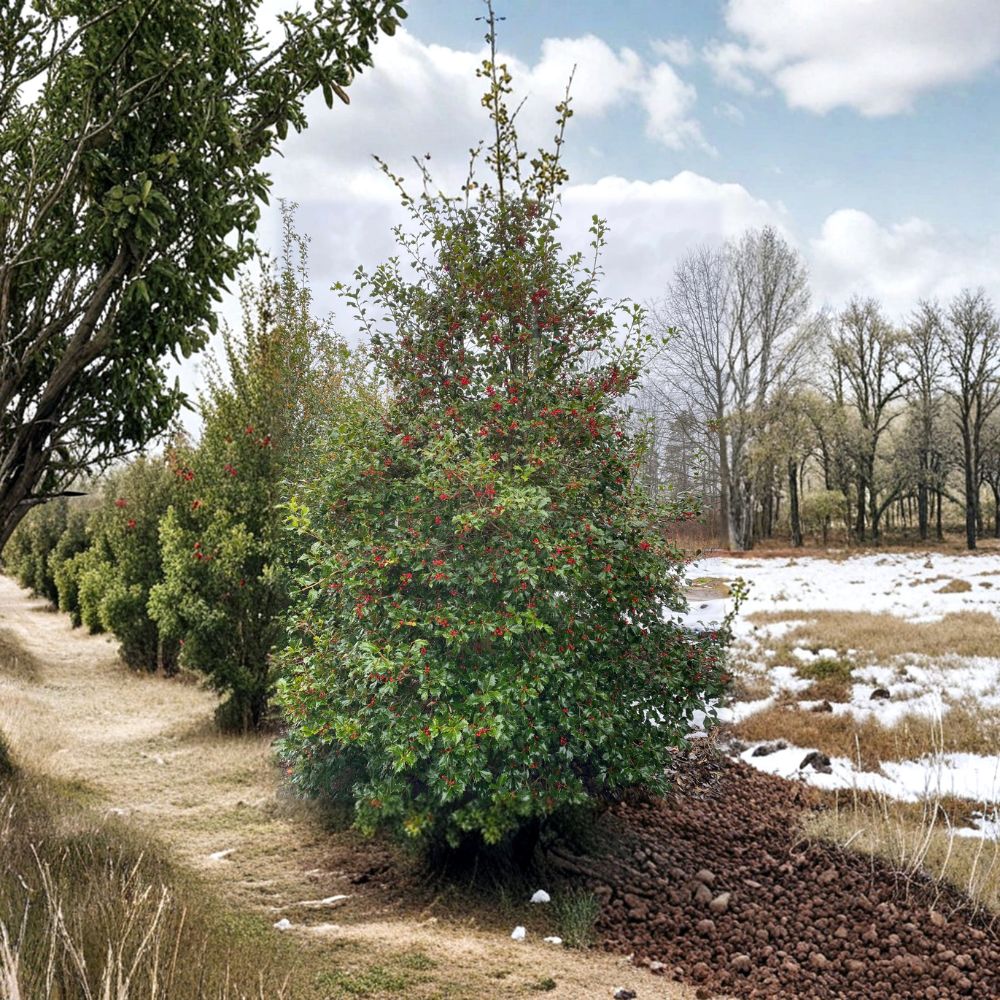 American Holly Live Plant | 12 Inches | Ilex opaca 'Miss Helen' | Evergreen | Berry Producer | Hardy Female Tree
