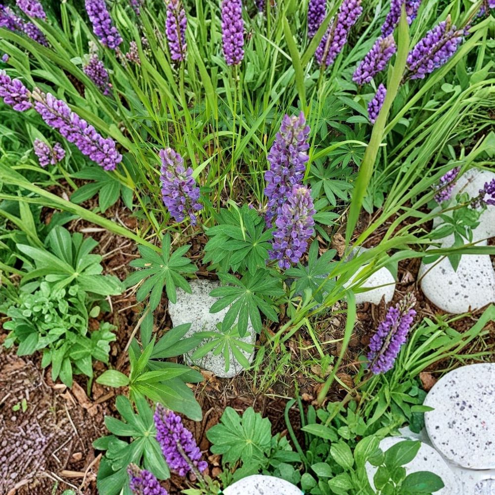 Alaska Wild Lupine Live Roots - 5 Dormant Root Sections - Nitrogen Fixer - Lupinus perennis - Pollinator Friendly, Easy to Grow