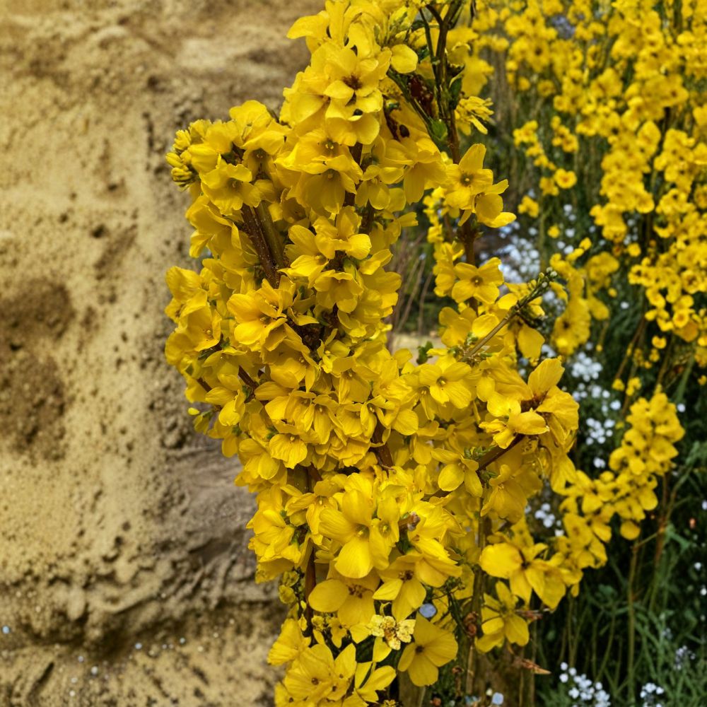 Show Off® Forsythia 4 Inch Pot Plant | Bright Yellow Flowering Shrub | Forsythia x intermedia | Low Maintenance Landscape Plant