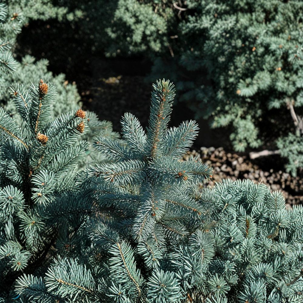 Baby Blue Eyes Colorado Spruce Live Plant 12" | Picea pungens 'Baby Blue Eyes' | Silvery Blue Evergreen Conifer in 1 Gallon Pot