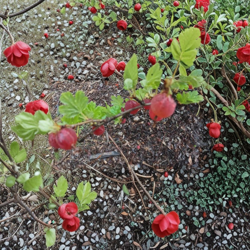 Gooseberry Live Cuttings Set of 5 | Ribes uva-crispa | Alaska Grown Dormant Cuttings | Easy to Propagate Berry Shrub