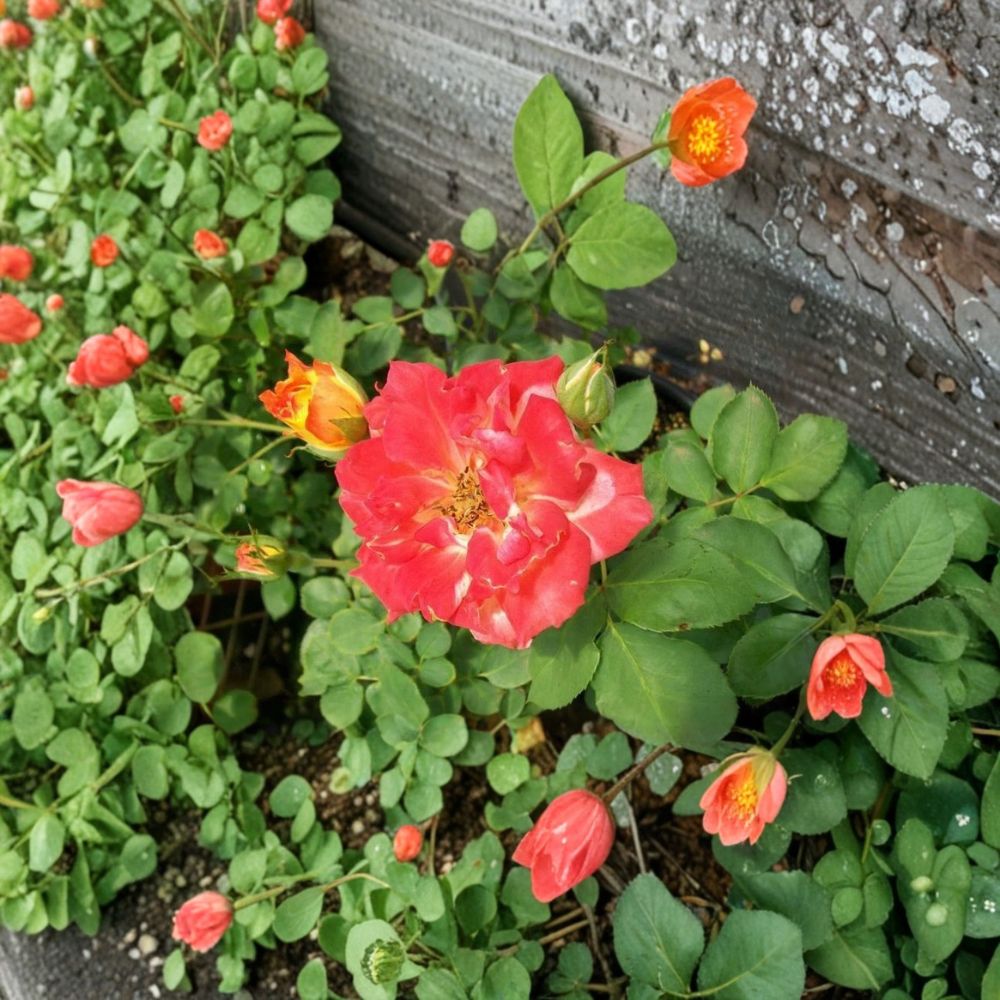 Pinata Rose Bush - 1 Gallon Live Plant - Bi-Color Yellow Orange Blooms - Rosa 'Pinata' - Flowering Shrub for Full Sun Garden