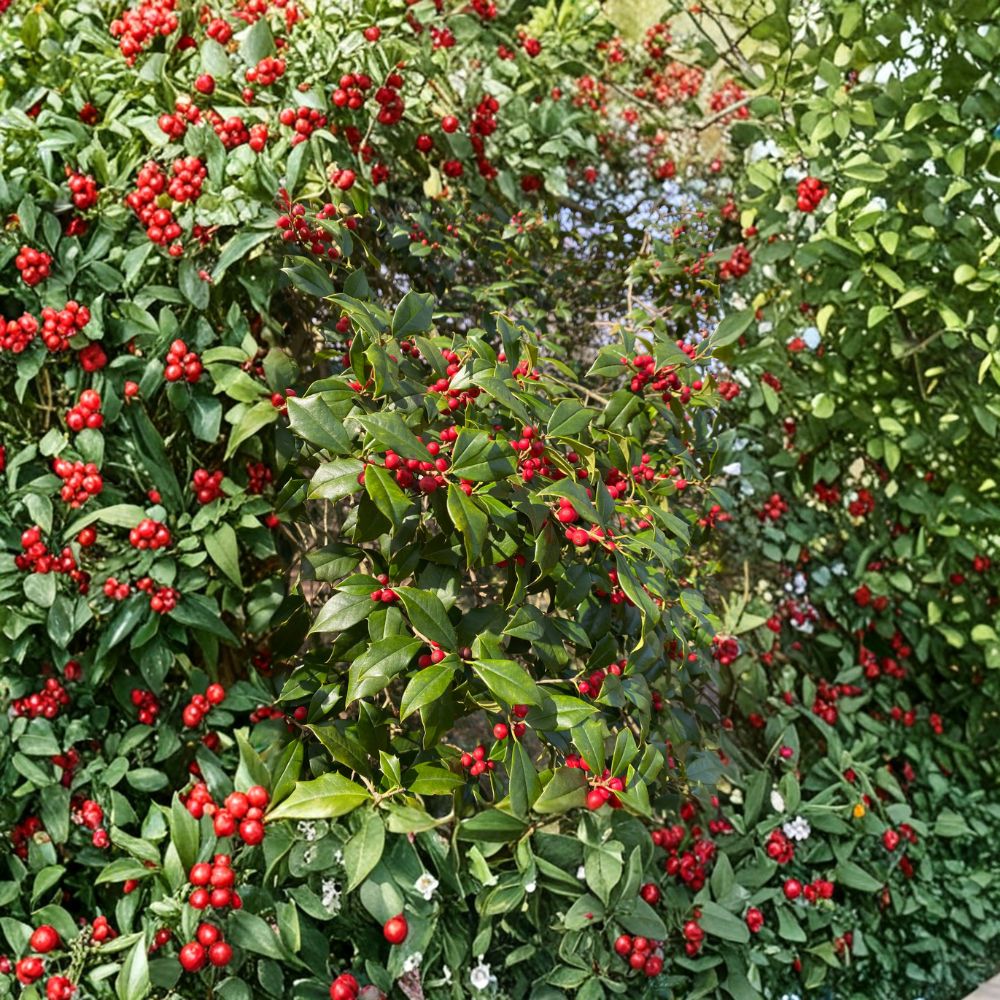 Satyr Hill American Holly Tree – 12 Inch Live Evergreen Plant in 1 Gallon Pot | Ilex opaca | Red Berry Native Holly
