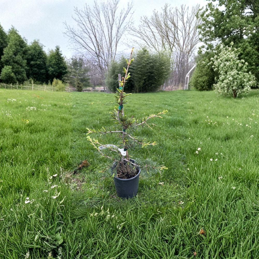 Beacon Hill Cedar of Lebanon - 1 Gallon Pot Columnar Evergreen Conifer - Cedrus libani 'Beacon Hill' - 18 Inch Live Plant