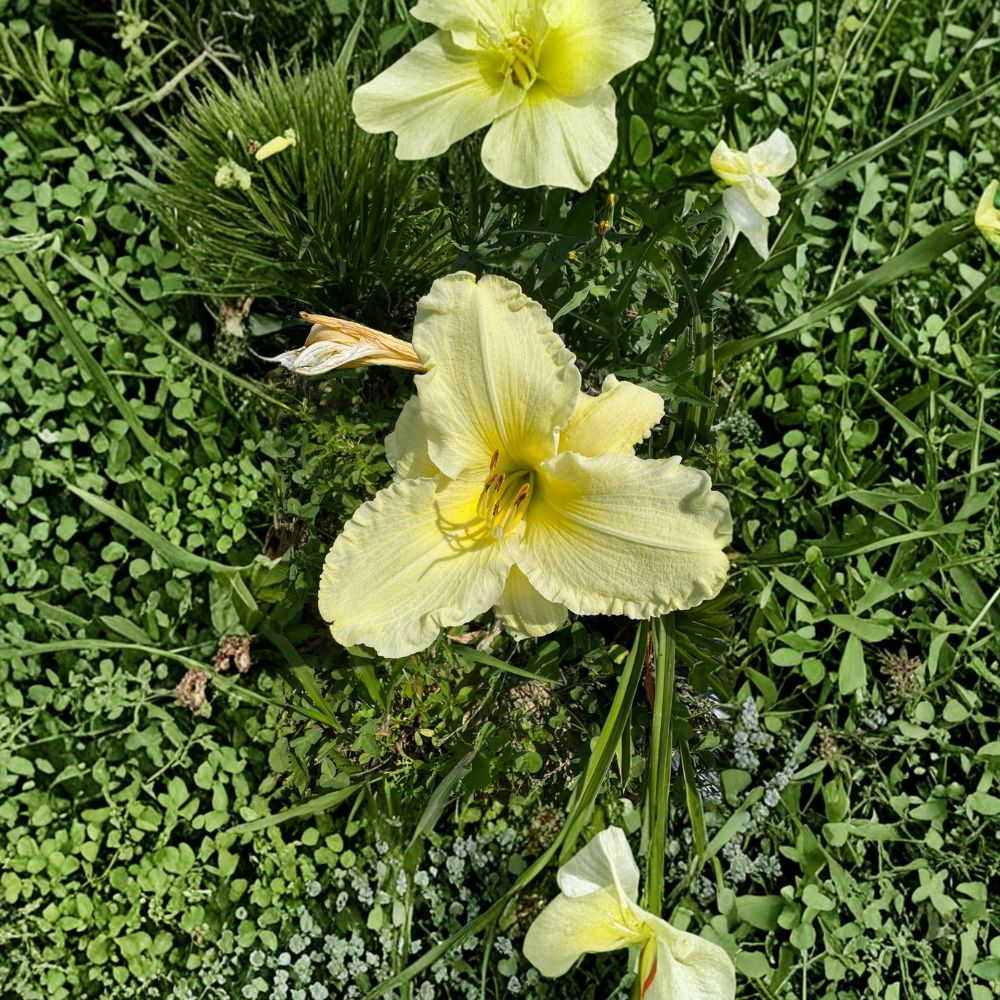 Hemerocallis 'Sunday Gloves' Daylily - 3 Bare Root Plants | Hardy Perennial Flower | Easy to Grow Perennial Garden Favorite