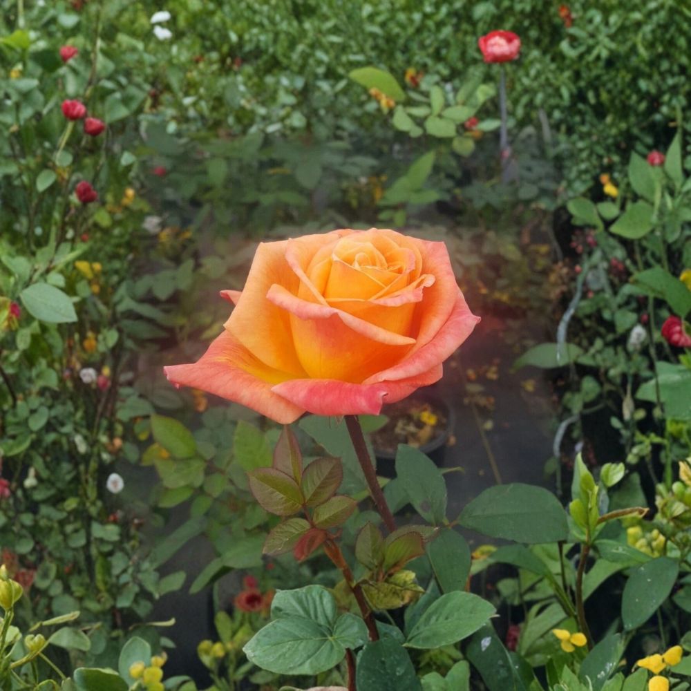 Arizona Grandiflora Rose Plant - 2 Gallon Orange & Yellow Blooming Shrub - Rosa Grandiflora 'Arizona' - Live Rooted Plant