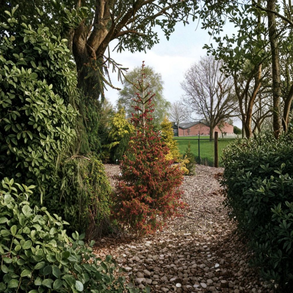 Rubra Spicata Norway Spruce - 12 Inch Live Evergreen Conifer in 1 Gallon Pot - Picea abies ‘Rubra Spicata’ with Red New Growth