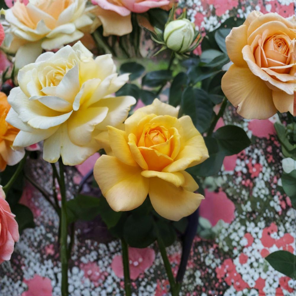 Sunsprite Floribunda Rose Bush - 1 Gallon Deep Yellow Fragrant Blooming Rose - Rosa 'Sunsprite' - Full Sun Garden Shrub