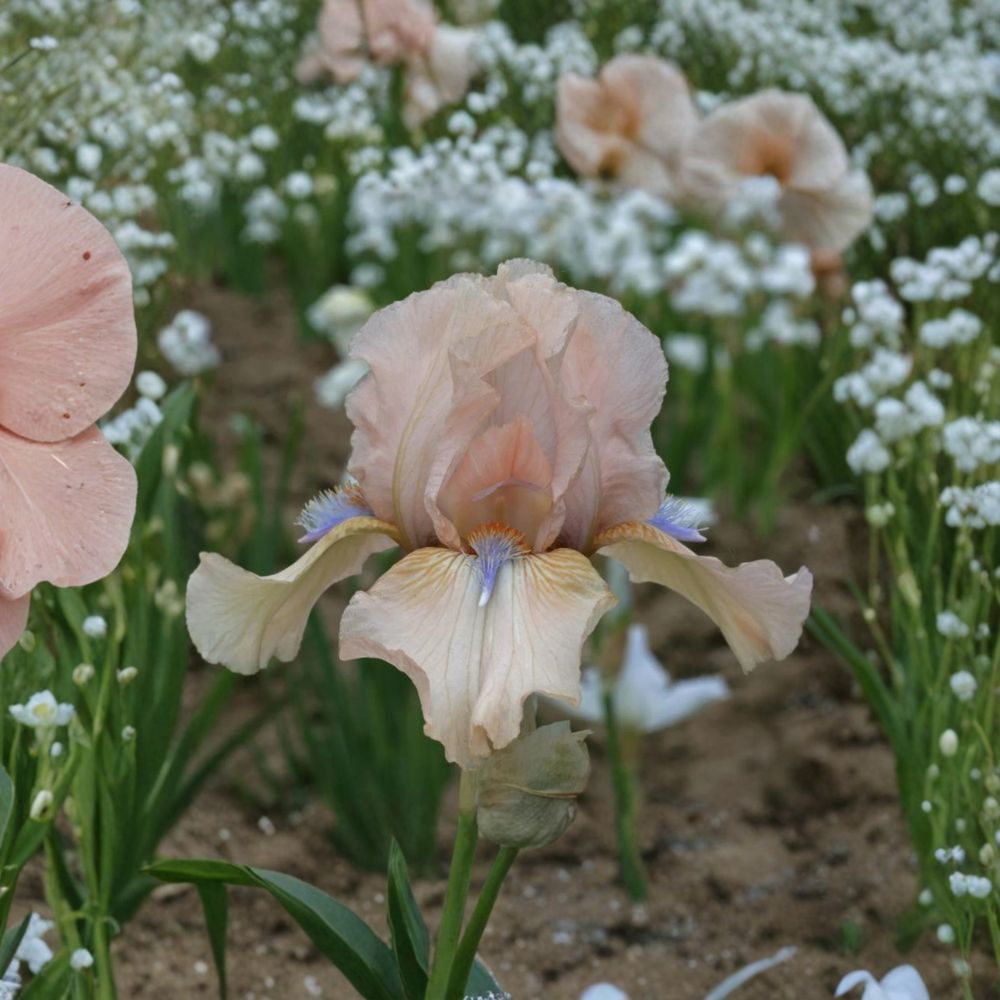 Reblooming Bearded Iris Rhizomes 3 Pack - Iris ‘Concertina’ Blush Pink & Peach Perennial Flowers, #1 Grade Rhizomes