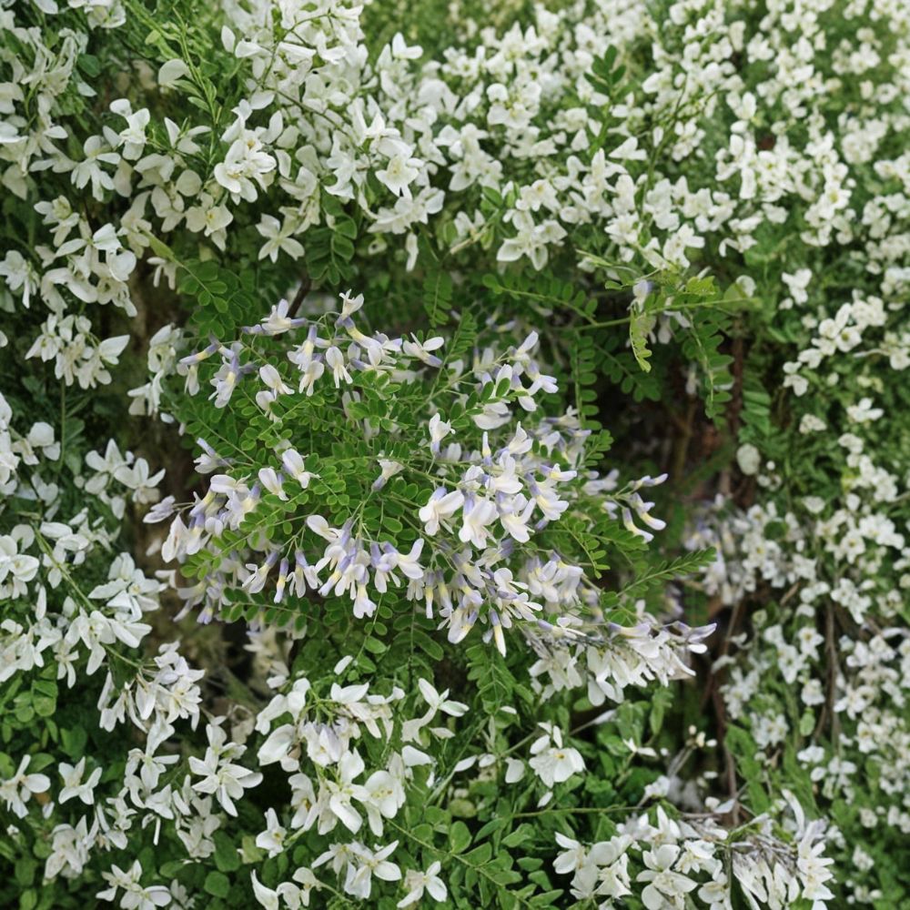 Sophora davidii Live Plant | 2 Gallon Pot | Drought Tolerant Flowering Shrub | Blue Violet Blooms | Pollinator Friendly