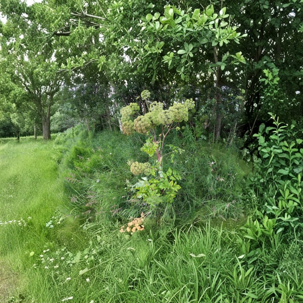 Angelica Seeds | 50 Seeds | Norwegian Angelica | Wild Celery | Angelica archangelica | Herb & Pollinator Friendly