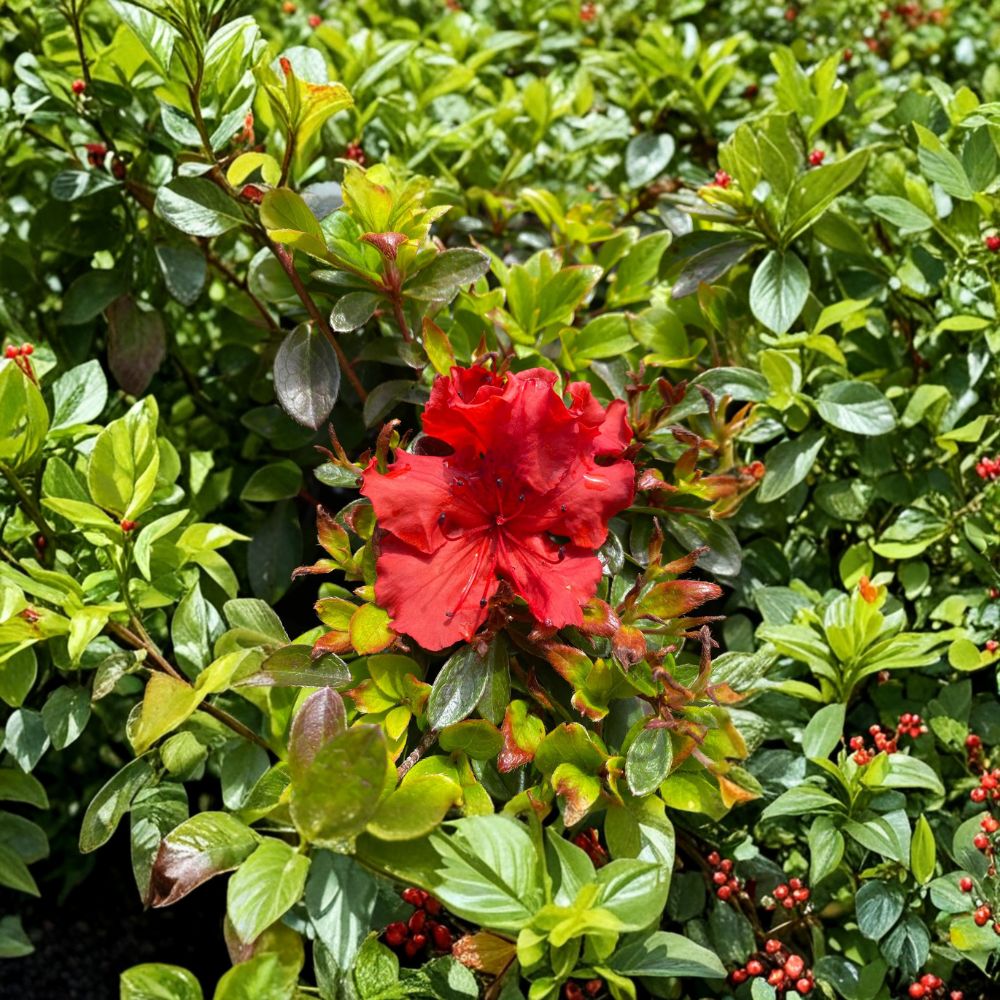 Azalea Plant 1 Gallon Rhododendron 'Girard’s Hot Shot' Red Orange Evergreen Spring Flowering Shrub