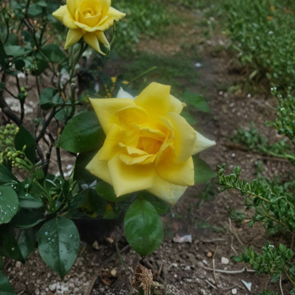 Oregold Grandiflora Rose Bush | 3 Gallon Live Yellow Flowering Plant | Rosa 'Oregold' | Full Sun Landscape Shrub