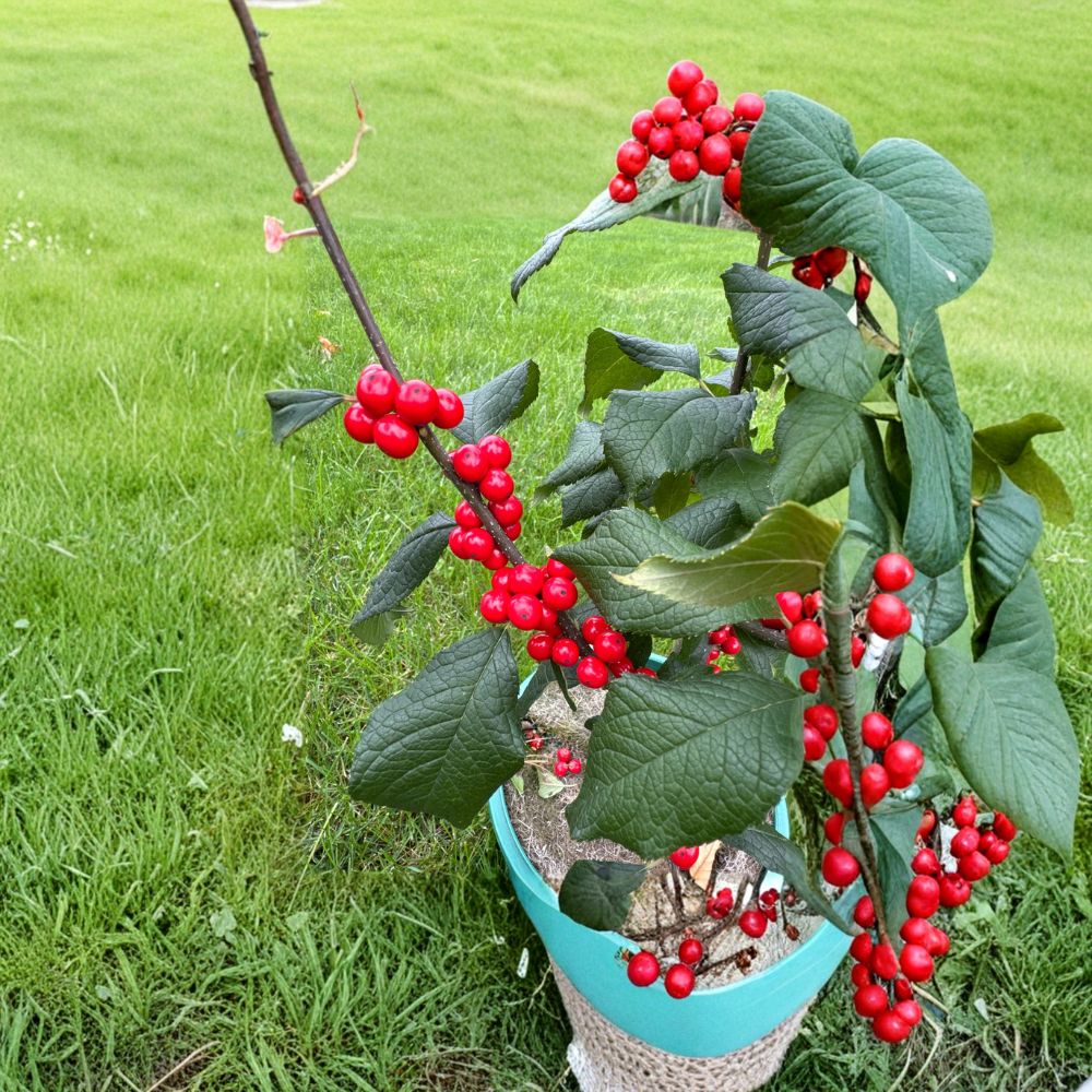 Jolly Red Winterberry Holly | 2 Gallon Pot | Ilex verticillata | Bright Red Berries for Winter Interest and Wildlife