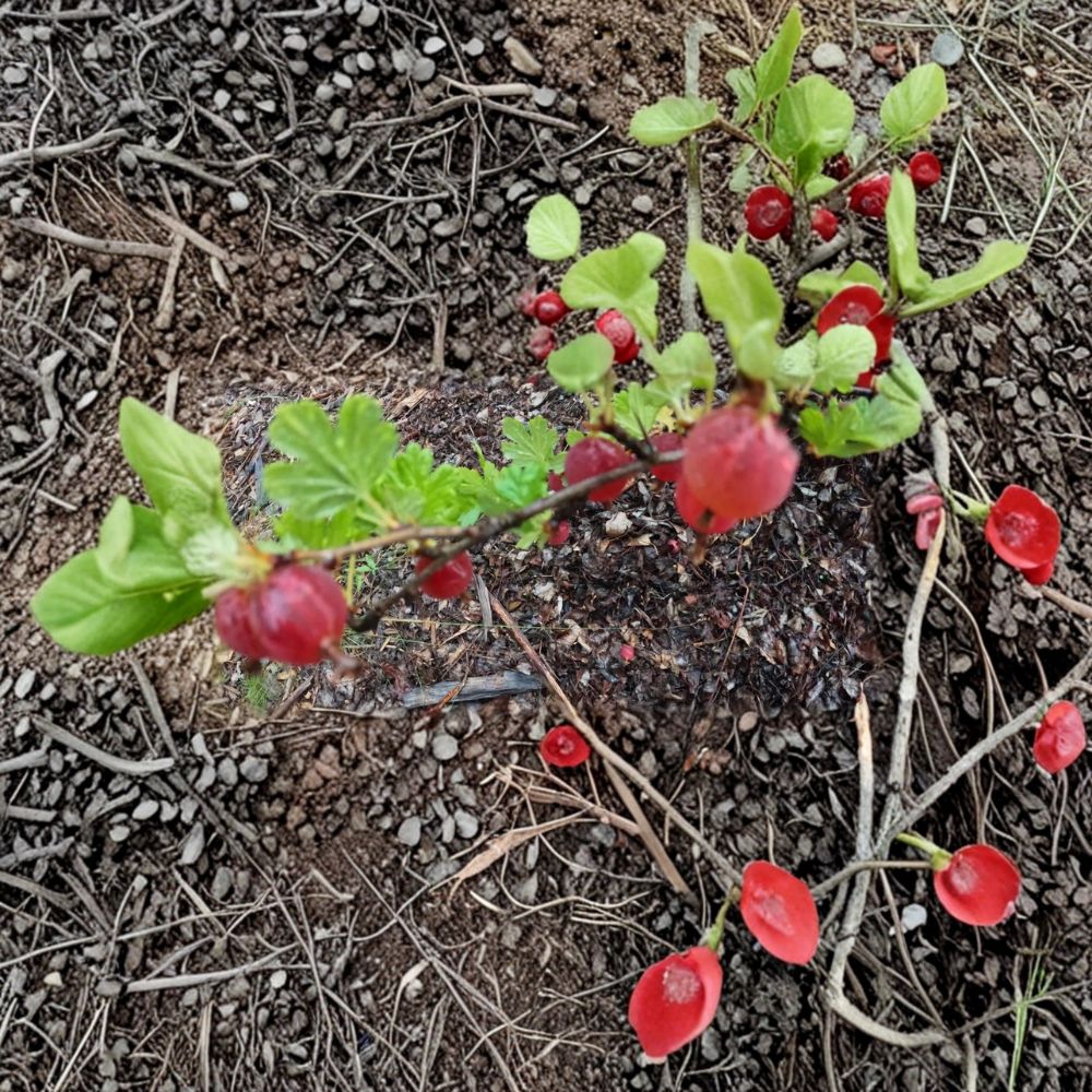 Gooseberry Seeds | 10 Alaska Grown Seeds | Cold Hardy Berry Shrub | Ribes uva-crispa | Easy to Grow for Fruit Garden