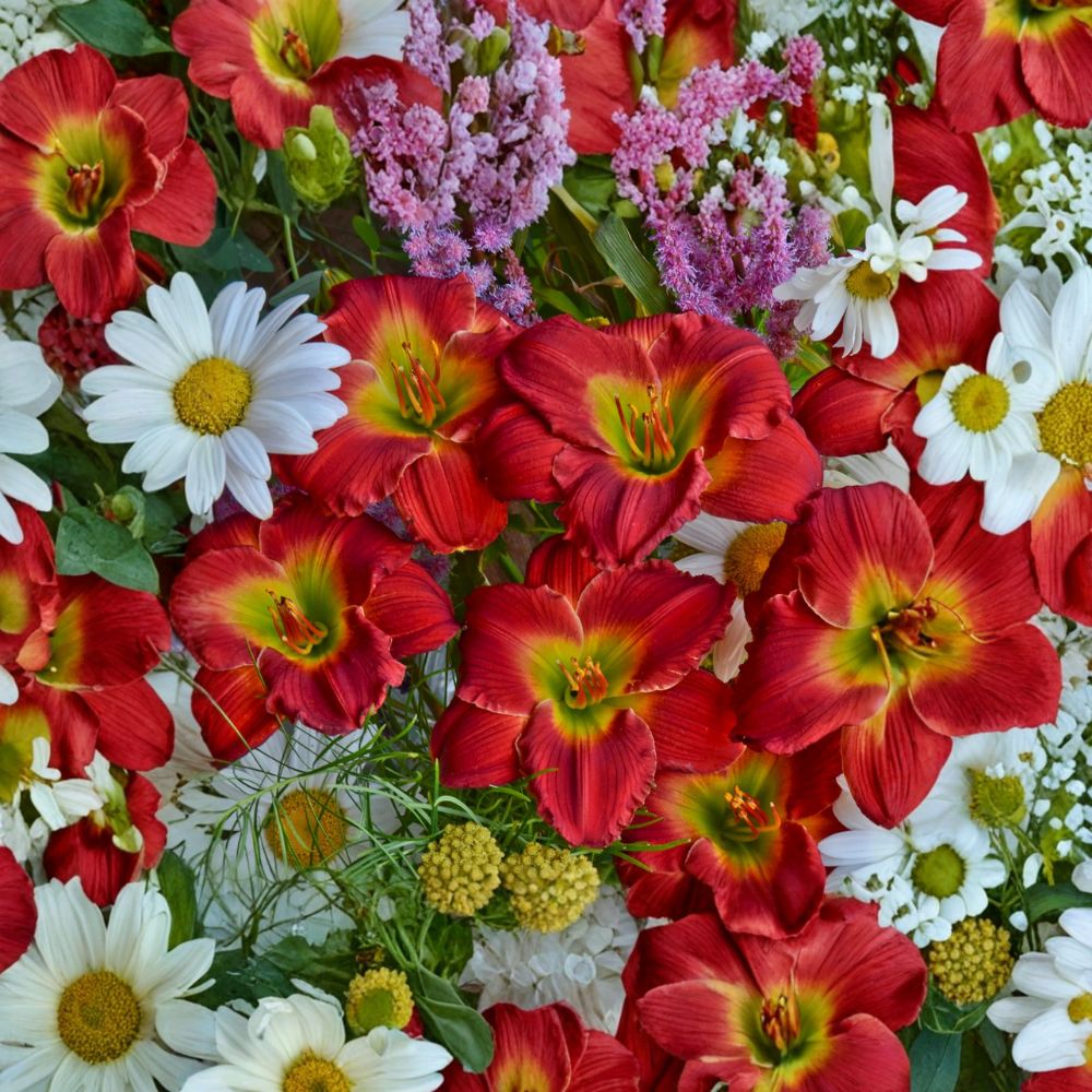 Reblooming Daylily Plants - 3 Bare Roots - Cherry Red with Yellow Halo - Hemerocallis ‘Red Hot Returns’ - Perennial Flowers