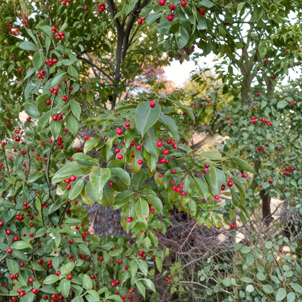 Ilex pedunculosa 'Female' Longstalk Holly Live Plant in 2 Gallon Pot | Evergreen Red Berry Landscape Shrub | Wildlife Friendly
