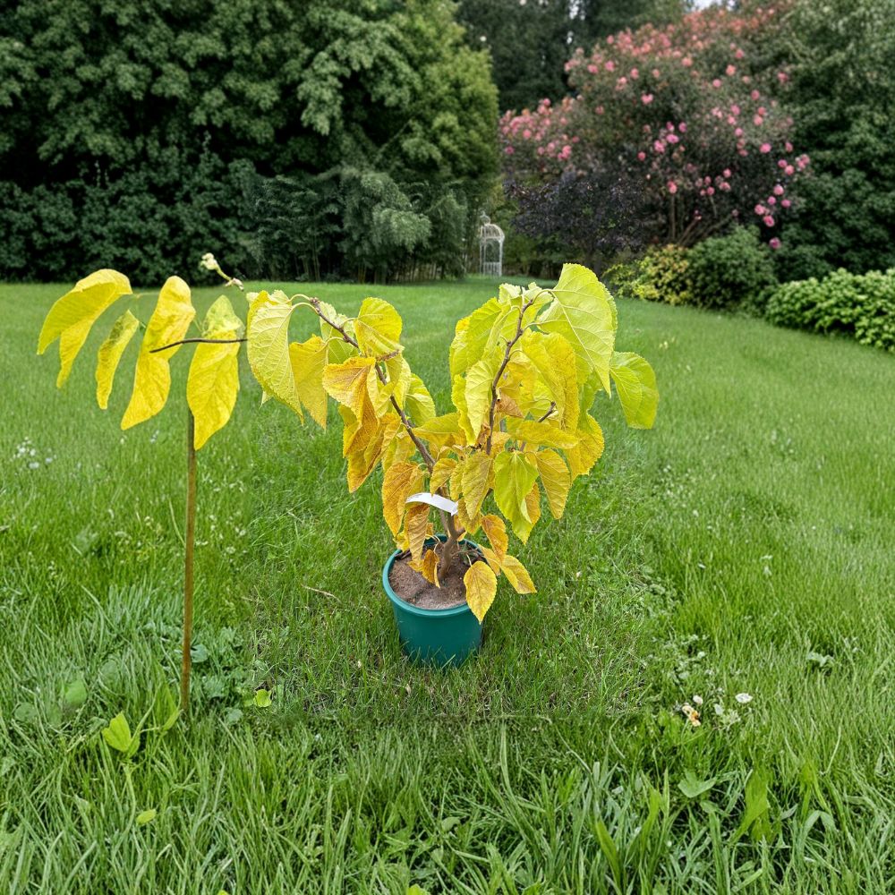 Contorted Mulberry Tree - 18 Inch Live Ornamental Plant in 2 Gallon Pot - Morus alba 'Contorta' Twisted Branch Landscape Tree
